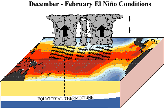 During the developing phase of the El Ni�o, the subsurface ocean structure is characterized by an abnormally deep layer of warm water and an increased depth of the thermocline across the eastern tropical Pacific. Thus, the slope of the thermocline is reduced across the basin. In very strong El Ni�o episodes, the thermocline can actually become flat across the entire tropical Pacific for periods of several months. Accompanying these conditions, the sea level height is higher than normal over the eastern Pacific, resulting in a decreased slope of the ocean surface height across the basin.  There is also considerable evolution in the subsurface temperature and thermocline structure during both El Ni�o and La Ni�a episodes.